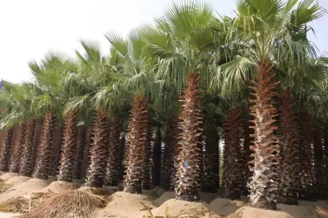 海南之旅，说走就走的椰风海韵之旅🌴🌊